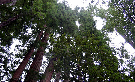 2,000 year old trees