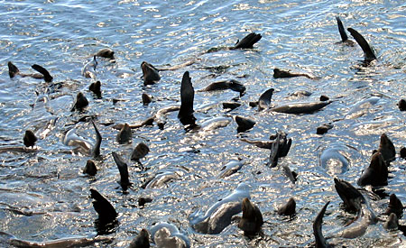 Sea lions frolic in the surf off the Santa Cruz pier