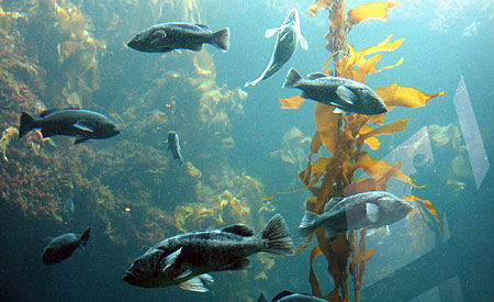 A three storey tall Kelp Forest