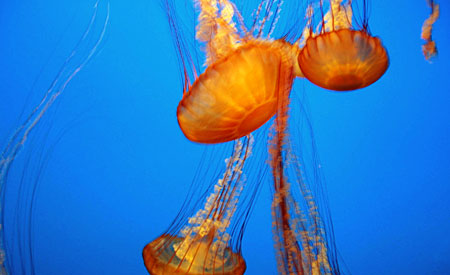 Jellies